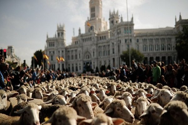 Madrid'de koyunlar şehir meydanında!