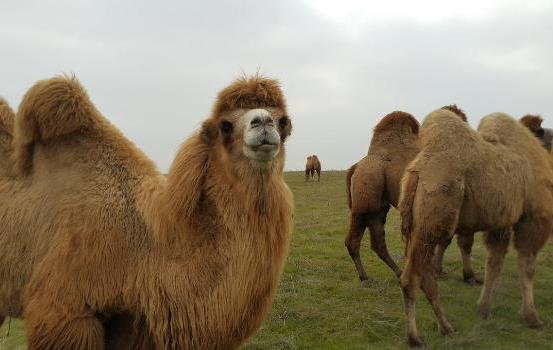 Bileh Savar To Host Two Hump Camel Festival Tehran Times