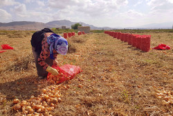 ۶۰ هزار تن پیاز در دست کشاورزان بنابی باد کرده است