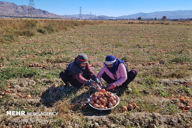 Onion harvest in NE Iran