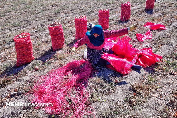 Onion harvest in NE Iran