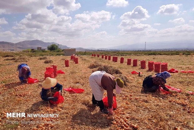 Onion harvest in NE Iran