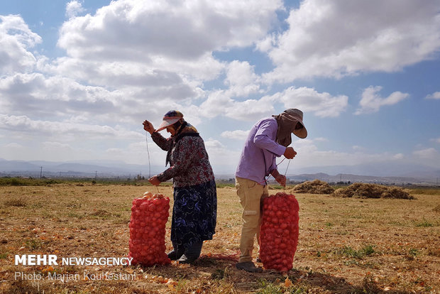 Onion harvest in NE Iran