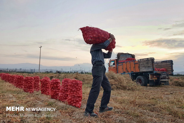 Onion harvest in NE Iran