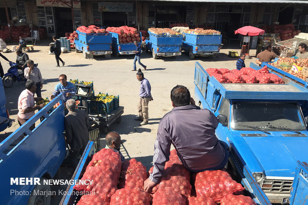 Onion harvest in NE Iran