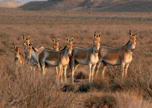 DoE to transfer 15 Persian onagers to Kavir National Park