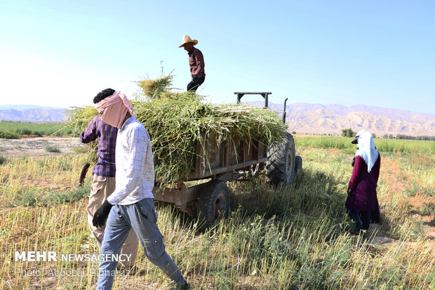 حصاد السمسم بمزارع "لارستان" جنوب غربي ايران