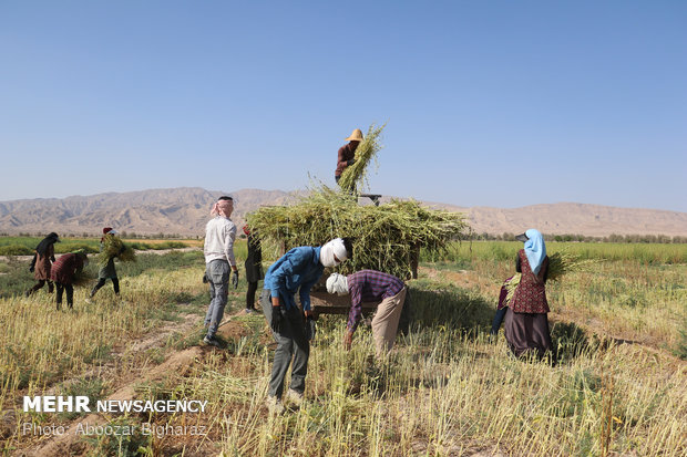 برداشت کنجد در روستای بلوچی شهرستان لارستان