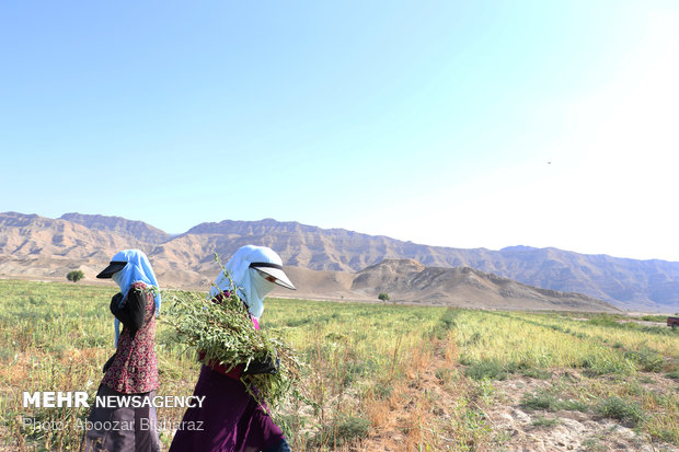 برداشت کنجد در روستای بلوچی شهرستان لارستان