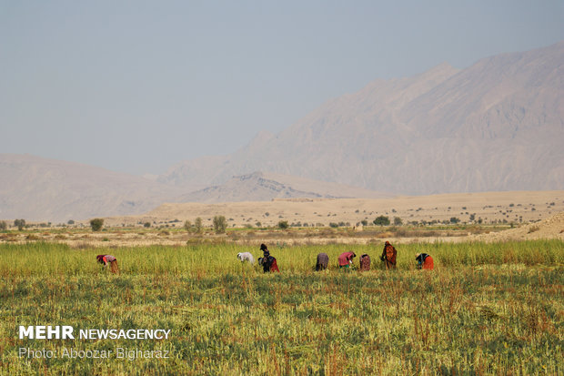 برداشت کنجد در روستای بلوچی شهرستان لارستان