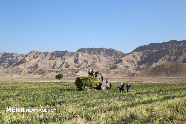 حصاد السمسم بمزارع "لارستان" جنوب غربي ايران