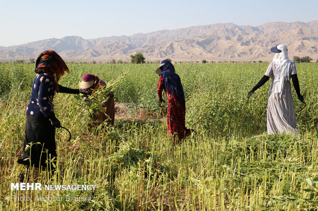 برداشت کنجد در روستای بلوچی شهرستان لارستان