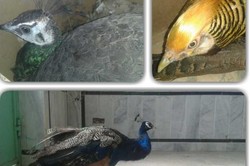 کشف و ضبط ۶ طاووس و قرقاول در نهبندان