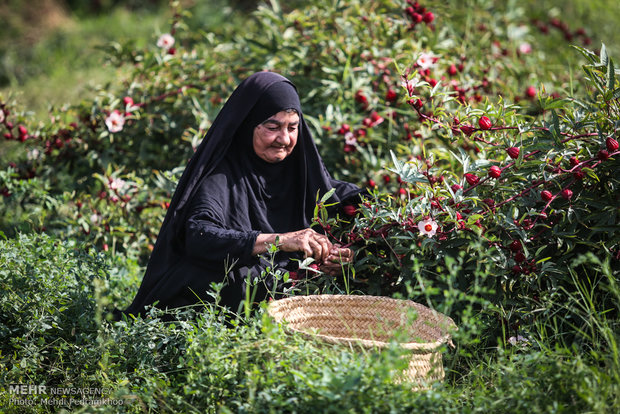 Harvesting Roselle flower in SW Iran