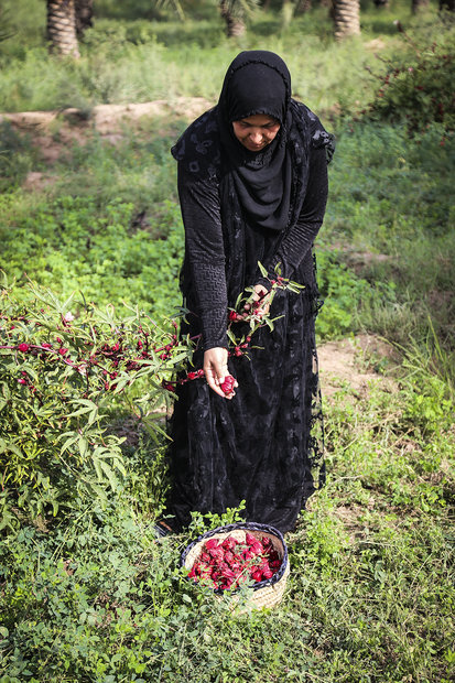 Harvesting Roselle flower in SW Iran