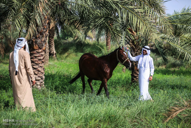 الشاي الاحمر في مزارع أهواز