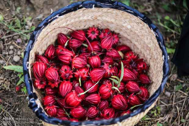 احیای کاشت چای ترش در روستای علوه اهواز