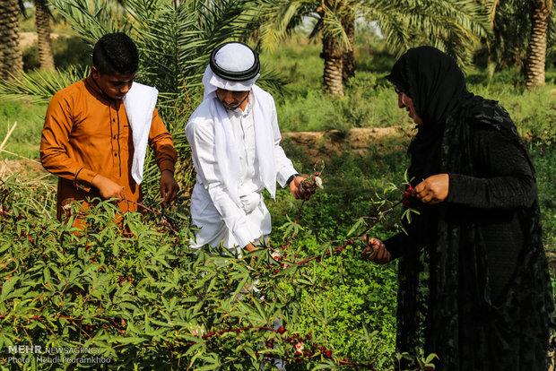 الشاي الاحمر في مزارع أهواز