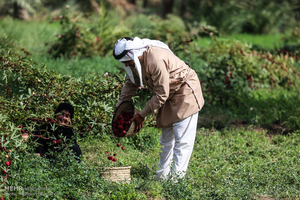 احیای کاشت چای ترش در روستای علوه اهواز
