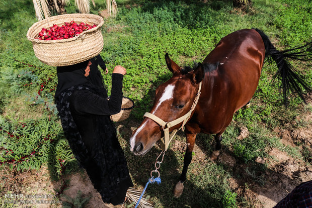 احیای کاشت چای ترش در روستای علوه اهواز