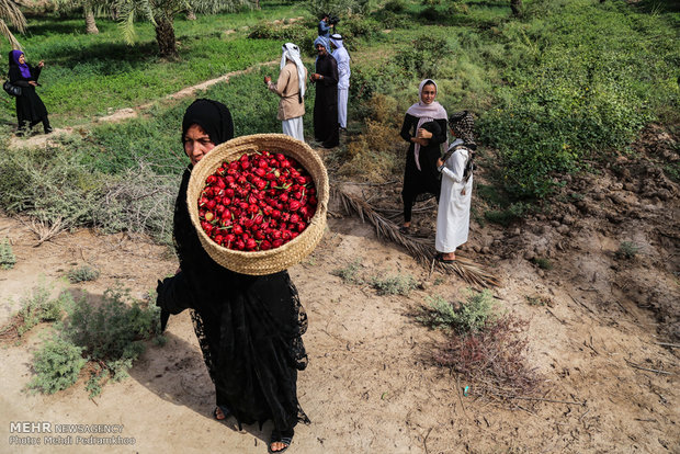 احیای کاشت چای ترش در روستای علوه اهواز