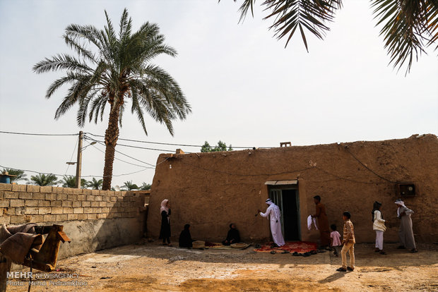 الشاي الاحمر في مزارع أهواز