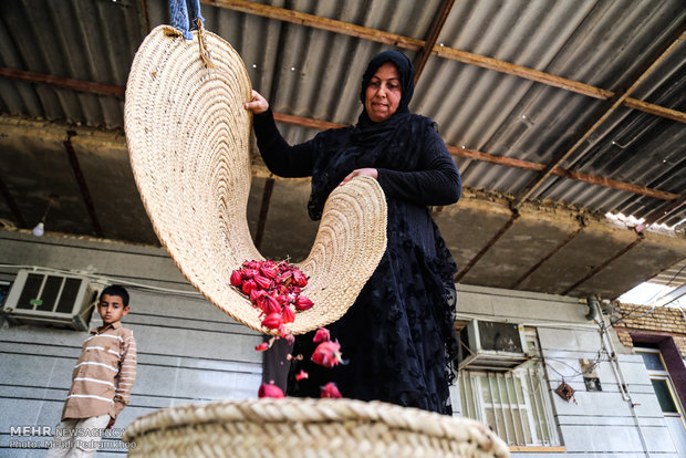 Harvesting Roselle flower in SW Iran