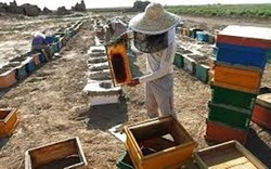 تولید سالانه ۴۰۰۰ تن عسل در کرمانشاه
