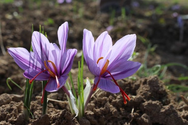 Agriculture Ministry plans to boost exports of medicinal plants