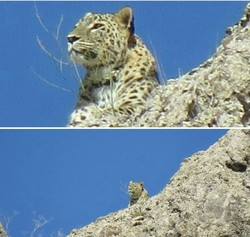 Leopard seen for 3rd time in 2 years in north-central Iran