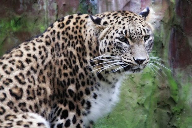 Persian leopard spotted in Alborz province