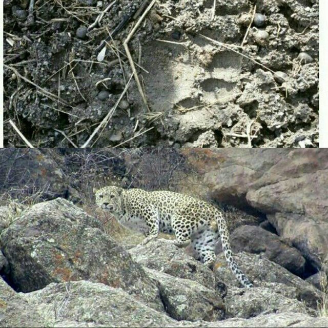 The footprint picture is taken on February 19, and the leopard’s image on January 1, 2017 in Taleqan protected area