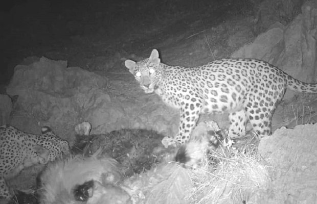 Cameras capture 3 Persian leopards in Khuzestan