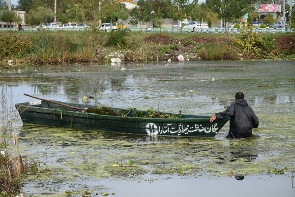 «سنبل‌آبی» مهمان ناخوانده آستارا/ هشدار درباره نگهداری این گیاه