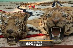 فلم/ گذشتہ 50 سال میں 50 فیصد حیوانات ختم ہوگئے