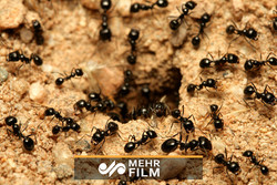 مورچه ها چگونه از ایجاد ترافیک جلوگیری می‌کنند؟