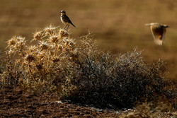 4 natural sceneries nominated for inclusion in DOE list as national nature monuments, wildlife refuges