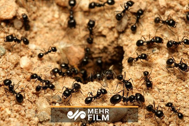 VIDEO: How do ants prevent traffic jam?