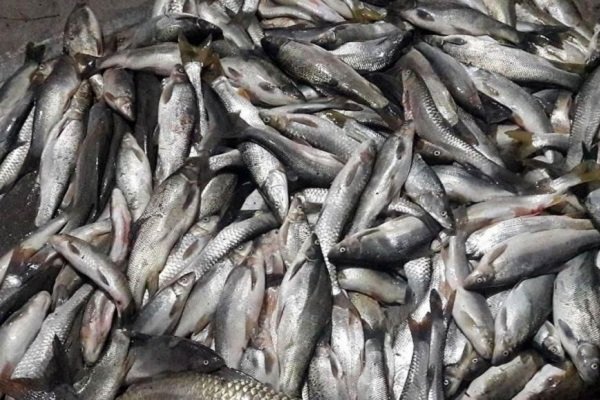 کشف ۲ تن ماهی فاسد در شهرستان رزن