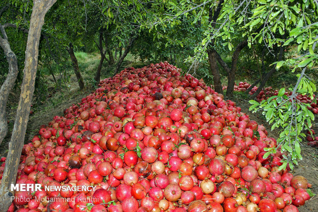 Nar hasadı