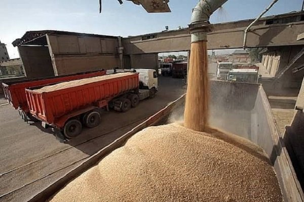  ۴۵ مرکز در زنجان برای خرید گندم از کشاورزان پیش بینی شده است