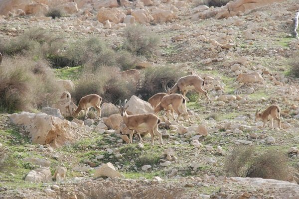 آغاز سرشماری پاییزی وحوش در خراسان شمالی