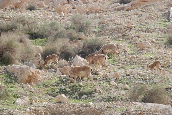 سرشماري،آرادان،حفاظتي،كليدي،حفاظت