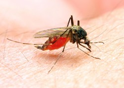 WHO lauds Iran for nearing total eradiction of malaria