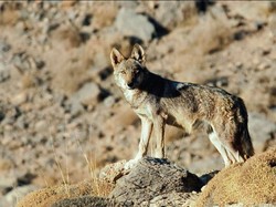 شایعه رهاسازی گرگ توسط محیط زیست صحت ندارد