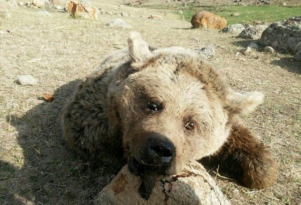 حمله حیوانات درنده به روستاهای شمیران نتیجه زمین و کوه خواری بشر