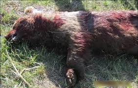 خرس هم به لیست قربانیان تصادفات پیوست/عمران باچاشنی تخریب زیستگاه