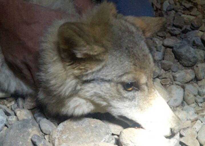 نجات یک گرگ از عمق پنج متری گودال