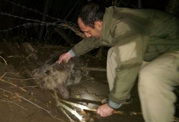 خرس گرفتار در کلیبر بعداز ۵ ساعت تلاش محیط بانان رهاسازی شد