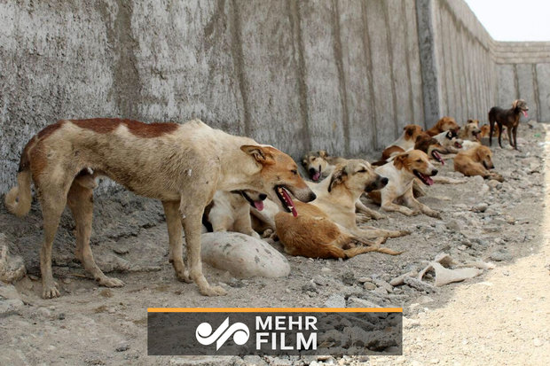 ماجرای آتش زدن ۳۰۰ قلاده سگ توسط شهرداری چه بود؟!